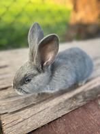 Vlaamse reus, Dieren en Toebehoren, Konijnen