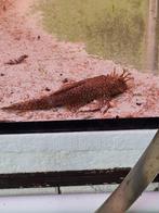 ancistrus wabenmunster, Dieren en Toebehoren