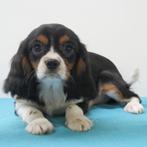 Cavalier King Charles - pups te koop, Dieren en Toebehoren, CDV (hondenziekte), Meerdere, Meerdere dieren, Buitenland