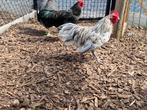 Australorp kriel haantje: splash, Dieren en Toebehoren, Pluimvee