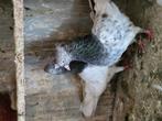Iraans hoogvlieger, Dieren en Toebehoren, Vogels | Duiven