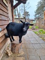 2 dwerggeitjes, Dieren en Toebehoren, Schapen, Geiten en Varkens