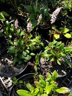 Persicaria, renouée, couvre-sol de jardin vivace fleurs rose, Couvre-sol, Enlèvement ou Envoi, Été, Plante fixe