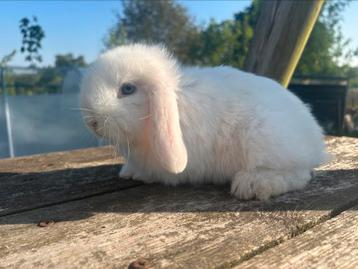 Raszuivere minilop ram, Dieren en Toebehoren, Konijnen