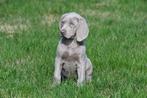 Weimaraner pups te koop - Ouders aanwezig, Dieren en Toebehoren, België, Overige rassen, CDV (hondenziekte), 8 tot 15 weken
