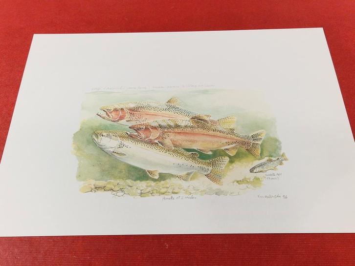 Victor Nowakowski , gesigneerde print, Watersport en Boten, Hengelsport | Vliegvissen, Zo goed als nieuw, Ophalen of Verzenden