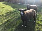 zwartbles schapen, Dieren en Toebehoren, Mannelijk, Schaap
