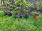6st palmboom fortunei, Tuin en Terras, Planten | Bomen, Ophalen, Palmboom