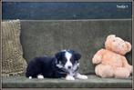 Tricolor Border Collie pupjes, Dieren en Toebehoren, Honden | Herdershonden en Veedrijvers, België, CDV (hondenziekte), 8 tot 15 weken