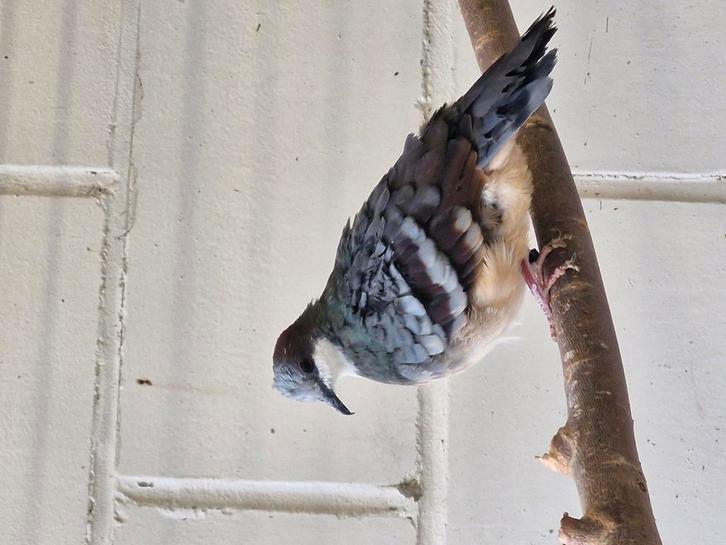 Luzon dolksteekduiven, Dieren en Toebehoren, Vogels | Duiven, Mannelijk