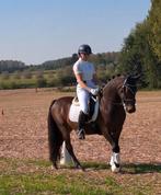 Bloedmooie d piny, Dieren en Toebehoren, B, Ruin, Dressuurpony, Gechipt