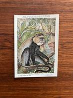 Beschermde zoogdieren in Belgisch Congo Nr. 7, Ophalen of Verzenden, 1940 tot 1960, Ongelopen, Wild dier