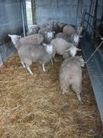 Enkele mooie jonge ooien, Dieren en Toebehoren