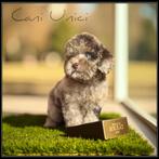 Verantwoord gefokt nestje toy poedels, Dieren en Toebehoren, Poedel, België, Fokker | Hobbymatig, CDV (hondenziekte)