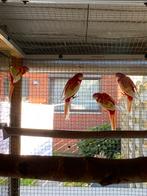 Rubino Rosella’s 2025, Dieren en Toebehoren