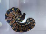 Python regius Yellow Belly, Animaux & Accessoires, Reptiles & Amphibiens, Serpent, 0 à 2 ans