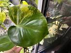 Monstera Aurea mint stek, Huis en Inrichting, Ophalen of Verzenden