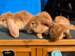 3 franse hangoor rammetjes, Dieren en Toebehoren, Konijnen, Mannelijk, Groot, Hangoor, 0 tot 2 jaar