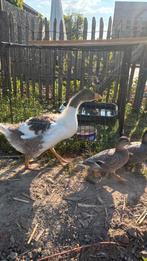Jonge vlaamse gans, Dieren en Toebehoren, Pluimvee