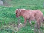 Shetlander hengstje, Dieren en Toebehoren, 0 tot 2 jaar, Hengst, A pony (tot 1.17m), Onbeleerd