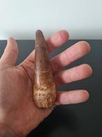 XXL Spinosaurus tand!, Ophalen of Verzenden