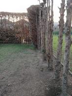 Brandhout, Tuin en Terras, Brandhout, Ophalen, Stammen