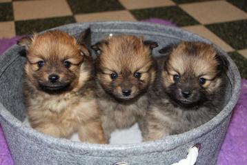 Pomeriaan, Dieren en Toebehoren, België, Particulier, Keeshond, CDV (hondenziekte)