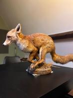 Opgezette vos / taxidermie, Verzamelen, Dierenverzamelingen, Ophalen