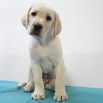 Labrador (Blond) Pups te koop, Dieren en Toebehoren, Honden | Retrievers, Spaniëls en Waterhonden, 15 weken tot 1 jaar, Handelaar