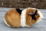 Mooie us teddy cavia, Animaux & Accessoires, Rongeurs, Mâle, Cobaye, Domestique