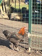 Marans koppel, Dieren en Toebehoren, Pluimvee, Meerdere dieren, Kip