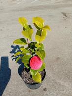 Verschillende camelia's, Tuin en Terras, Ophalen of Verzenden, Lente, Vaste plant, Halfschaduw