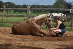 Halve stal gezocht, Dieren en Toebehoren, Paarden, Merrie, Zadelmak, 3 tot 6 jaar, Recreatiepaard