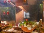 10 oranje planorb-slakken, Dieren en Toebehoren, Vissen | Aquariumvissen, Slak of Weekdier, Zoetwatervis, Schoolvis