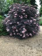 Sabucus Nigra Black Lace, Tuin en Terras, Ophalen of Verzenden, In pot, Overige soorten