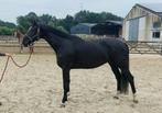 Zwarte dressuurmerrie (Janeiro Pl x Glamourdale), Dieren en Toebehoren, Paarden, Merrie, B, Gechipt, Dressuurpaard