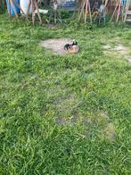 Dwergeitenbokje te koop, Dieren en Toebehoren, Schapen, Geiten en Varkens