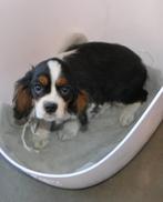 cavalier king charles pups  24-9-23, Dieren en Toebehoren, Honden | Chihuahua's en Gezelschapshonden, CDV (hondenziekte), Meerdere