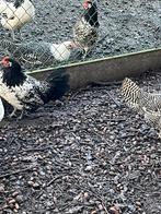 Lakenvelder hennen, Dieren en Toebehoren, Pluimvee, Vrouwelijk, Kip