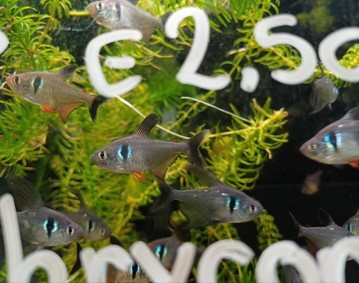 Hobbyaquarium Hyphessobrycon Megalopterus/Zwarte Fantoomzalm, Dieren en Toebehoren, Vissen | Aquariumvissen, Zoetwatervis, Vis