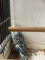 Grasparkiet man, Dieren en Toebehoren, Vogels | Parkieten en Papegaaien