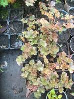 Heuchera, Ophalen, Bodembedekkers, Vaste plant, Halfschaduw