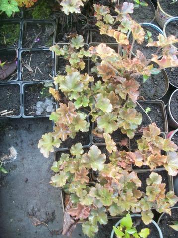 Heuchera beschikbaar voor biedingen
