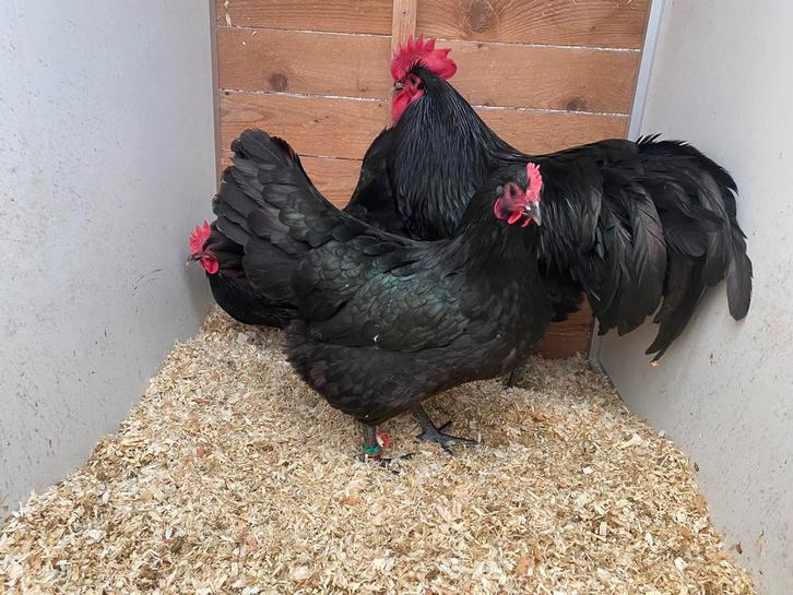 Trio zwarte australorp, Dieren en Toebehoren, Pluimvee