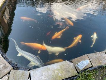 Koi karpers, Dieren en Toebehoren