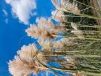 Mooie decoratieve fluffy pampas pluimen, Ophalen of Verzenden