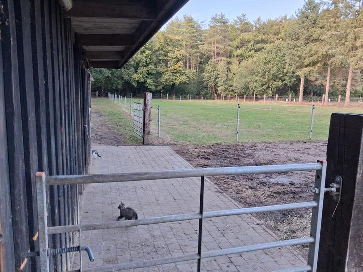 Stalling met vrije weidegang te westerlo (oevel), Dieren en Toebehoren, Stalling en Weidegang, Stalling, Weidegang
