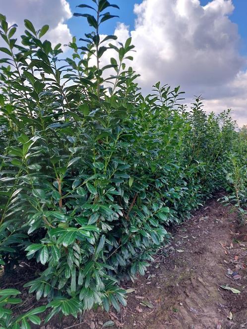 Laurierkers (paplaurier) Groenblijvende haagplant, Tuin en Terras, Planten | Struiken en Hagen, Haag, Laurier, Ophalen
