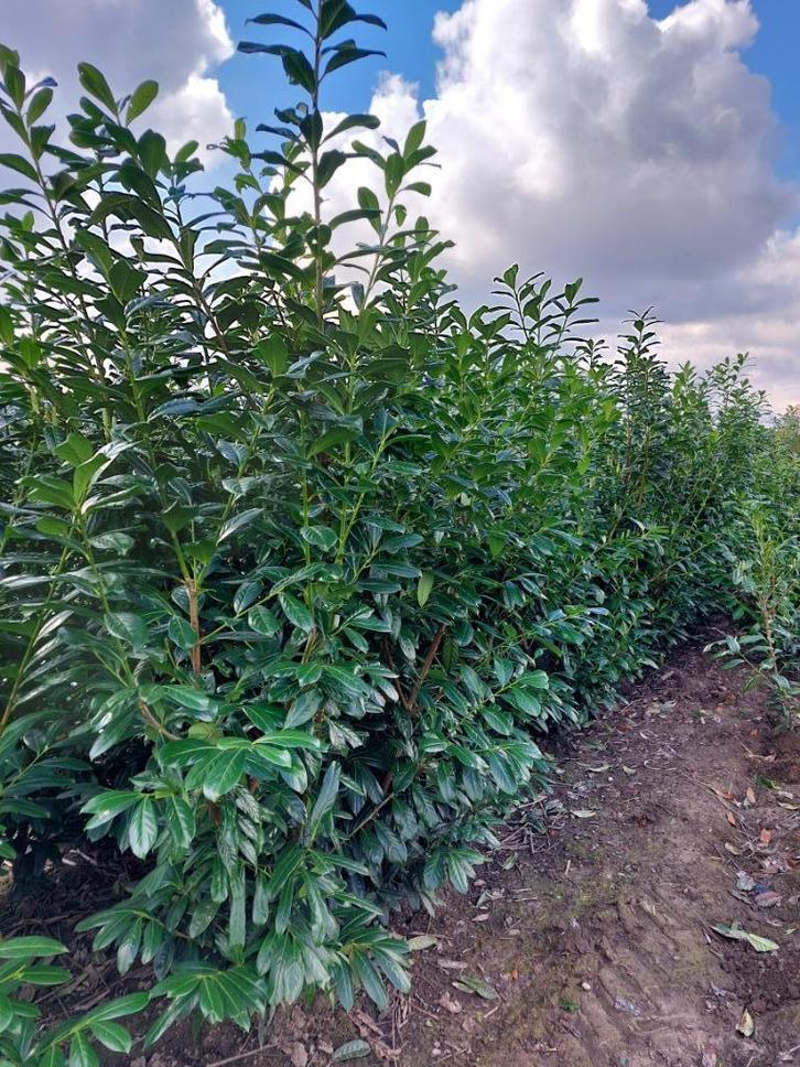 Plante de haie à feuilles persistantes: Laurier cerise, Jardin & Terrasse, Plantes | Arbustes & Haies, Haie, Laurier, Enlèvement