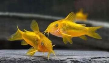 corydorassen beschikbaar voor biedingen